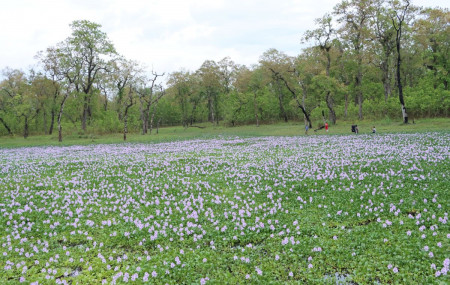 तस्बिरः रासस